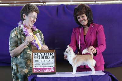 Orchid Isle shows Best of Breed-1st Major