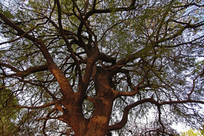 Artistic Tree Shapes