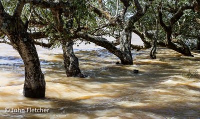 Wind-blown Water and Trees