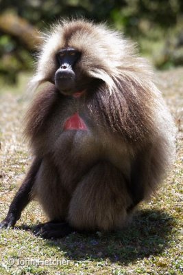 Gelada Monkeys