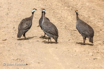 Helmeted Guinea Fowl