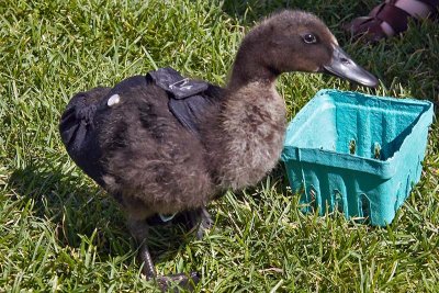 Diapered Duckling!