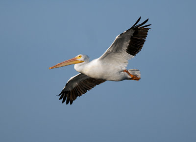 white_pelican