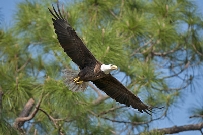 EAGLES 2013