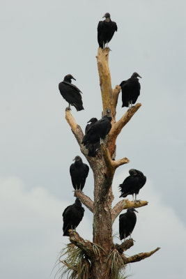 vulture.jpg