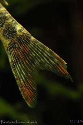 red_fin_otocinclus