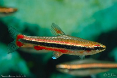 pencilfish