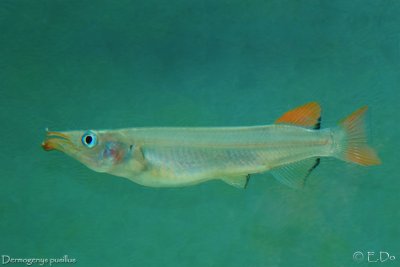 DSC_3086.jpg