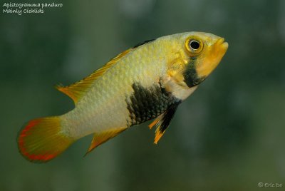 apistogramma_panduro
