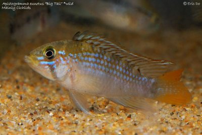 apistogramma_eunotus