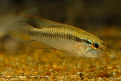 apistogramma_gephyra