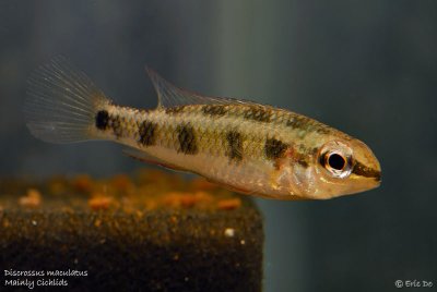 discrossus_maculatus