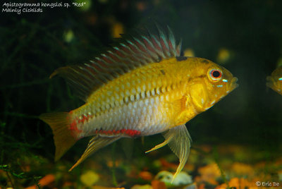apistogramma_hongsloi