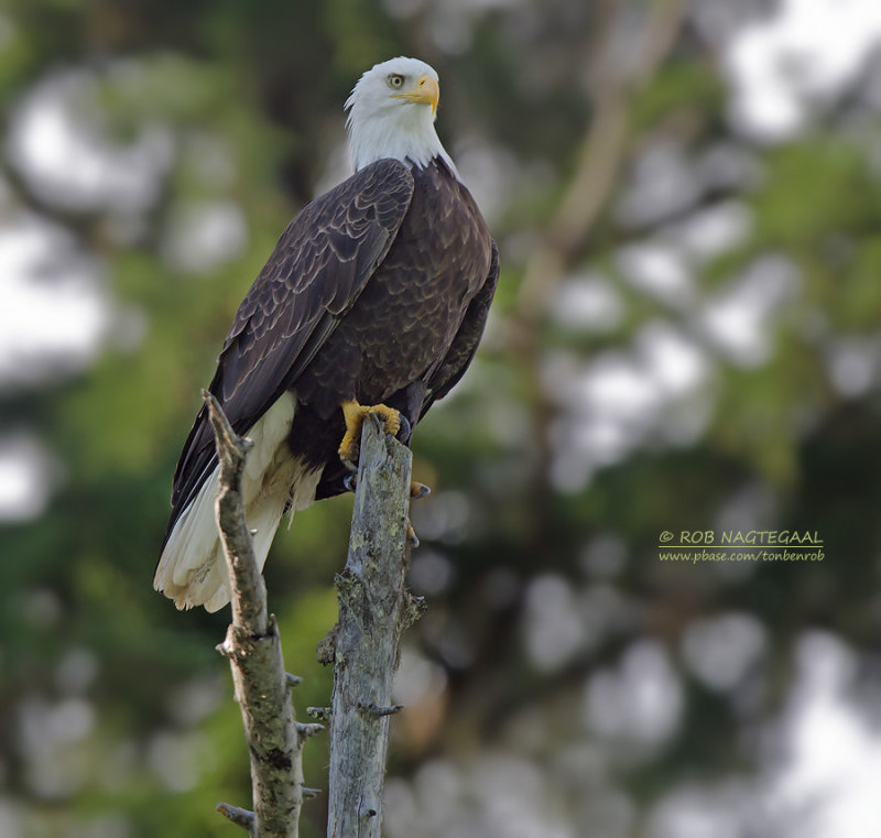 Amerikaanse zeearend - Bald eagle - Haliaeetus leucocephalus