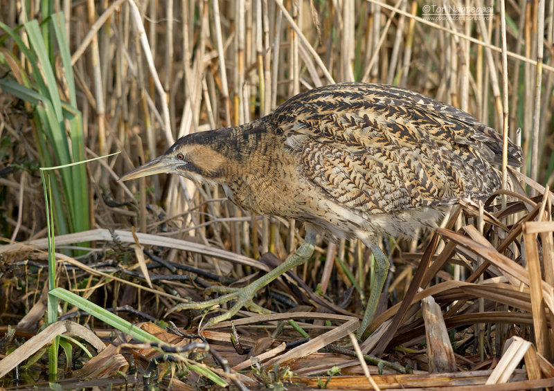 Roerdomp - Bittern - Botaurus stellaris