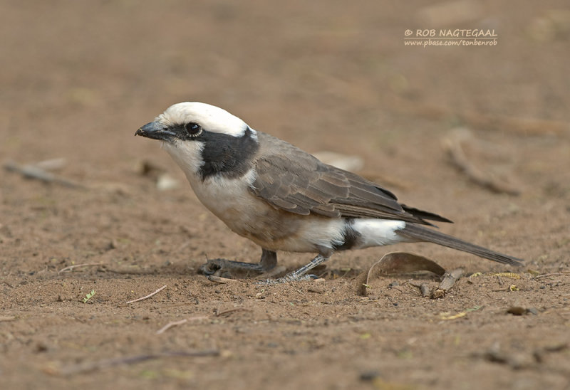 Rppell-witkruinklauwier - White-rumped Shrike - Eurocephalus rueppelli