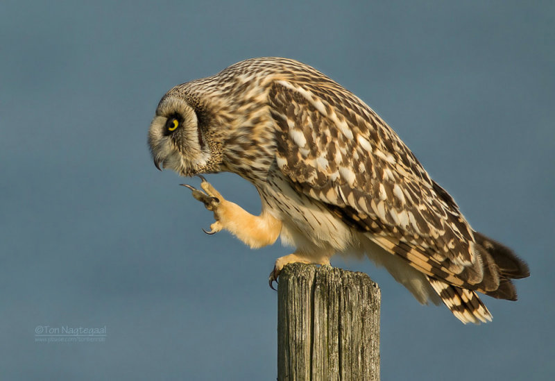 Velduil - Short-eared Owl - Asio flammeus