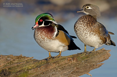 Carolina-eend - Wood duck - Aix sponsa