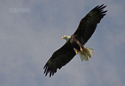 Amerikaanse zeearend - Bald eagle - Haliaeetus leucocephalus