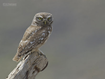 Steenuil - Little Owl - Athene noctua indigena