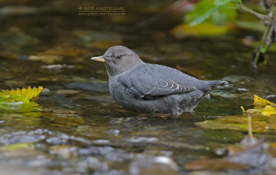 Noord-Amerikaanse Waterspreeuw - American Dipper - Cinclus mexicanus