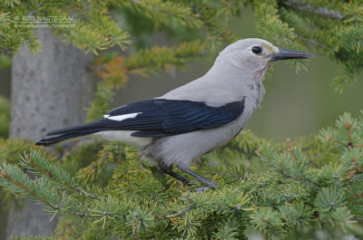 Grijze Notenkraker - Clark’s Nutcracker - Nucifraga columbiana