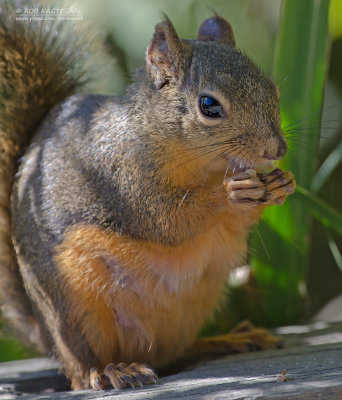 Douglas eekhoorn - Douglas squirrel - Tamiasciurus douglasi