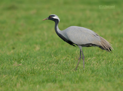 Jufferkraanvogel - Demoiselle Crane - Grus virgo