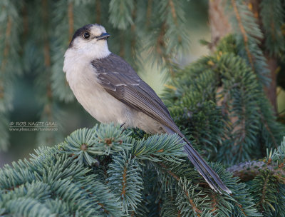 Canadese Taigagaai - Gray Jay - Perisoreus canadensis