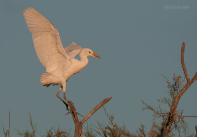 Koereiger - Western Cattle Egret - Bunulcus Ibis