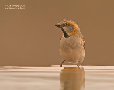 Keniaanse Roestmus - Kenya Rufous Sparrow - Passer rufocinctus