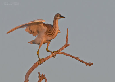 Ralreiger - Squacco heron - Ardeola ralloides