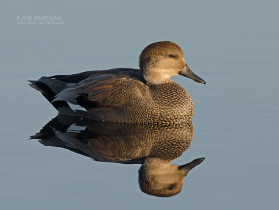 Krakeend - Gadwall - Anas Strepera