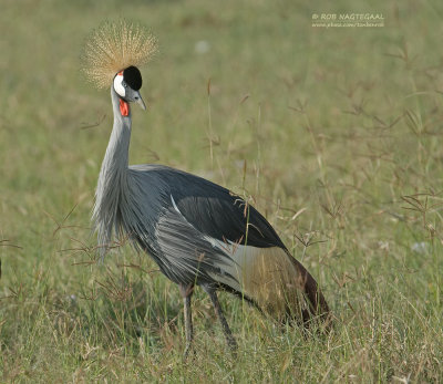 Grijze Kroonkraanvogel - Gray Crowned-Crane - Balearica regulorum