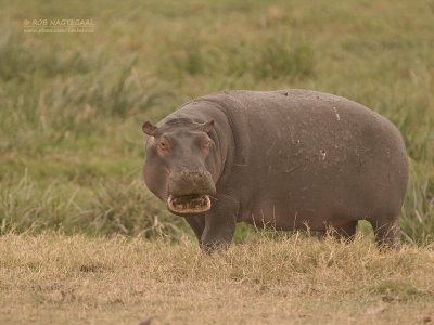 Nijlpaard - Hippopotamus - Hippopotamus amphibius