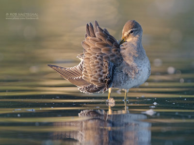 Grote Grijze Snip - Long-billed Dowitcher - Limnodromus scolopaceus