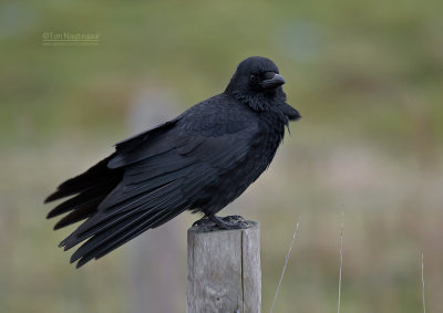 Zwarte Kraai - Crow - Corvus corone