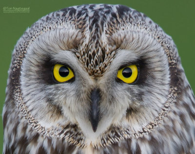 Velduil - Short-eared Owl - Asio flammeus