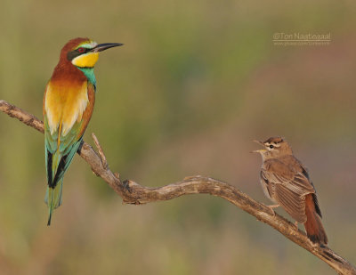 Europese Bijeneter - European Bee-eater - Merops apiaster - Rosse Waaierstaart - Rufous Bush Robin - Cercotrichas galactotes