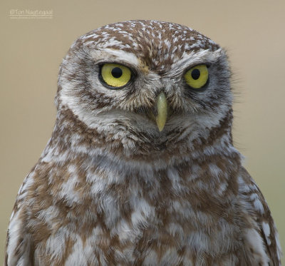 Steenuil - Little Owl - Athene noctua indigena