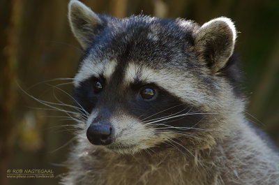 Wasbeer - Raccoon - Procyon lotor