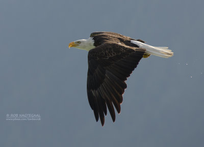 Amerikaanse zeearend - Bald eagle - Haliaeetus leucocephalus