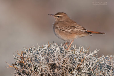 Rosse Waaierstaart - Rufous Bush Robin - Cercotrichas galactotes