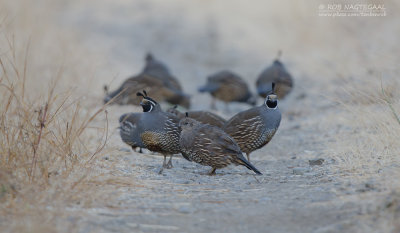 Californische Kuifkwartel - California Quail - Callipepla californica