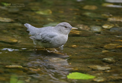 Noord-Amerikaanse Waterspreeuw - American Dipper - Cinclus mexicanus