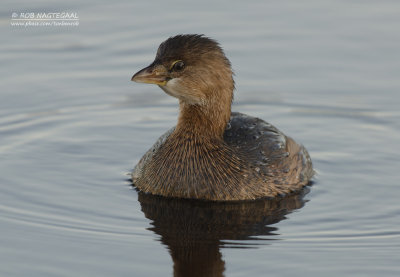 Dikbekfuut - Pied-billed Grebe - Podilymbus podiceps
