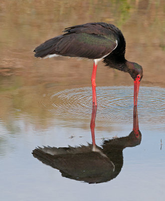 Zwarte Ooievaar - Black Stork - Ciconia nigra