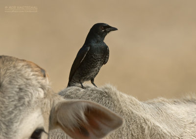 Zwarte Drongo - Black Drongo - Dicrurus macrocercus