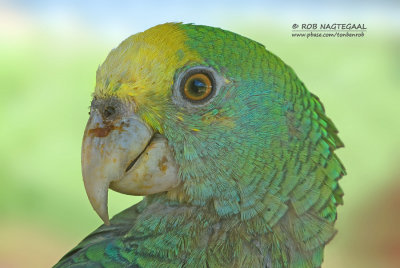  Kleine Geelkopamazone - Yellow-shouldered Parrot - Amazona barbadensis