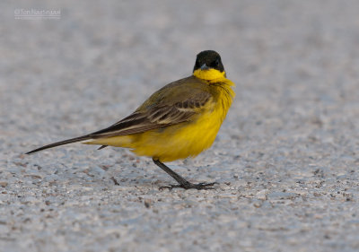 Balkan Kwikstaart - Black-headed Wagtail - Motacilla feldegg